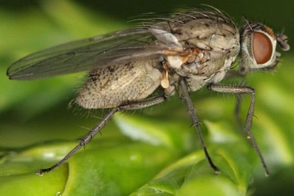 капустная муха - вред для редиса