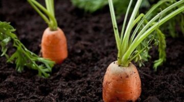 Как вырастить морковь